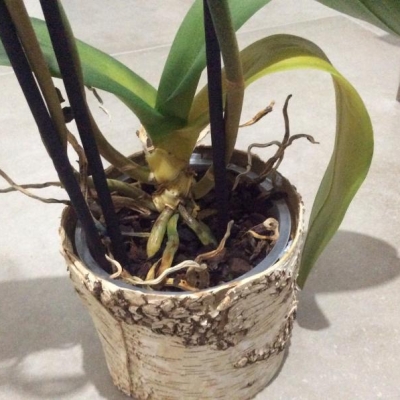 Orchidea con foglie e fusto gialli, ha perso 3 foglie: cosa fare?