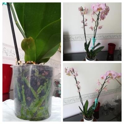 Phalaenopsis: vorrei sapere se l'orchidea è in salute, potete aiutarmi?