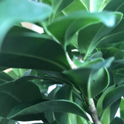 Ficus perde foglie verdi con macchie nere: è malato?