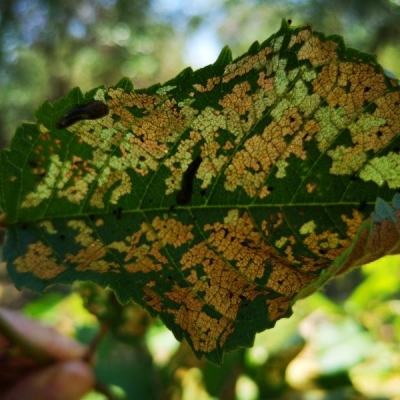 Ciliegio malato: come intervenire con prodotti biologici?