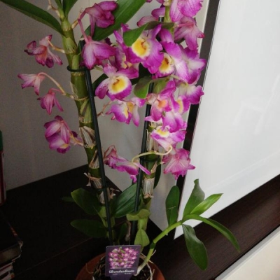 Dendrobium nobile con fiori secchi: cosa fare?