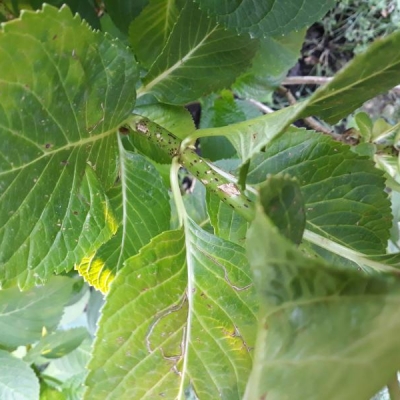 Ortensia macrophylla: rami con screpolature, cosa sono?