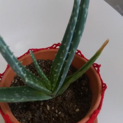 Aloe con macchie marroni alla base: che cosa sono?