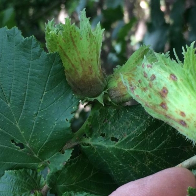 Nocciolo con macchie sul frutto: come curarlo?