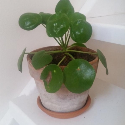 Pilea: foglie vecchie cadono e quelle nuove sono accartocciate, come mai?