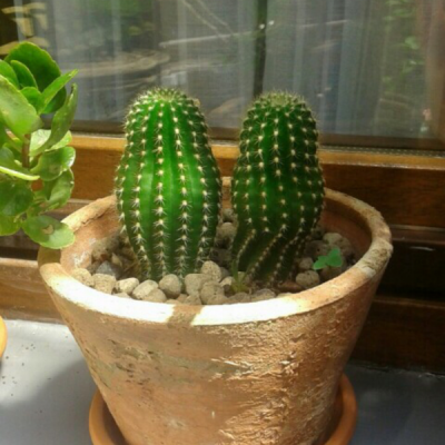 Cactus: che specie sono?