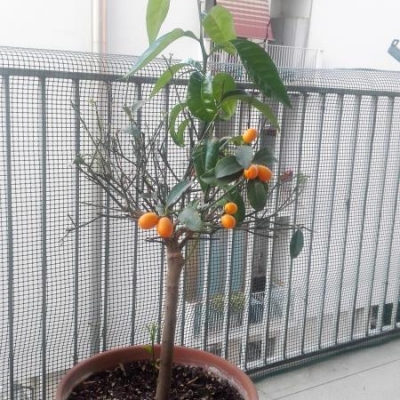 Kumquat perde foglie ma nascono nuovi rami: come mai?