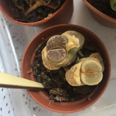 Lithops ridotto male: come intervenire?