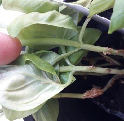 Basilico con escrescenze bianche sul fusto e le foglie: cosa sono?
