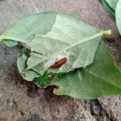 Mirtillo con insetti bianchi e bruco marrone: cosa sono?