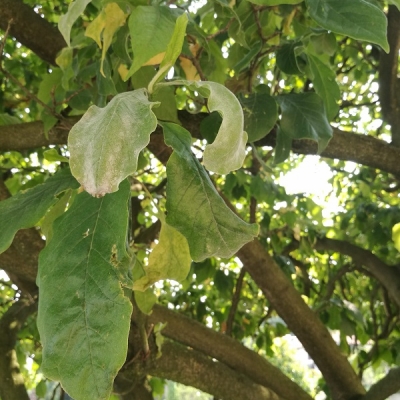 Magnolia lilliflora perde foglie e rimane spoglia in estate: cosa fare?