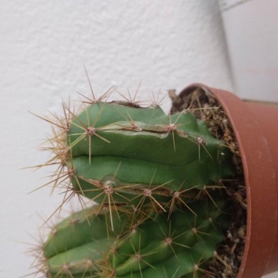 Qual è la causa di queste macchie sui cactus?