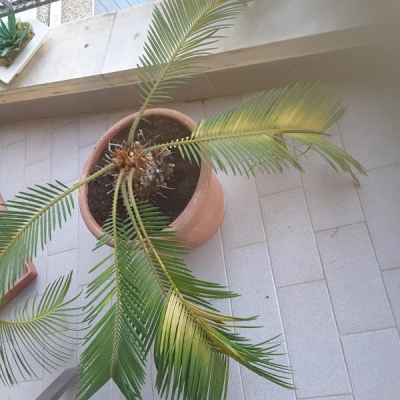 Perchè la Cycas ingiallisce e si staccano alcune sue parti?