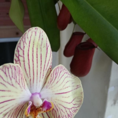 Che phalaenopsis è quella nella foto?