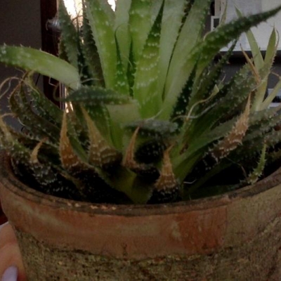 È normale che le foglie esterne della mia aloe stiano seccando?