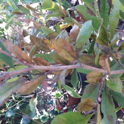 Magnolia stellata: foglie con macchie marroni che cadono, che malattia ha?