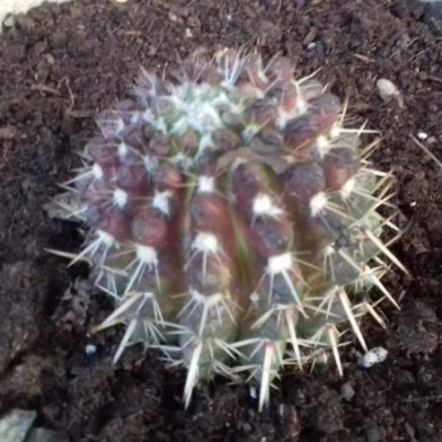 Cactus messo al sole diventato marrone: è bruciato?