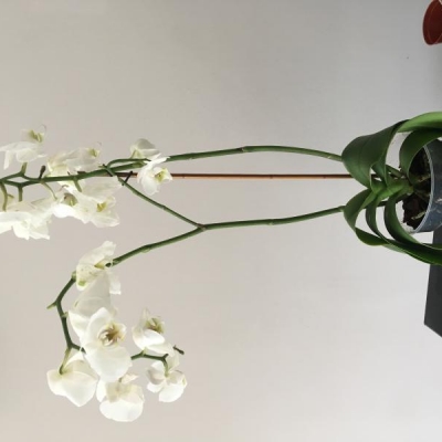 Orchidea con radici marce e corteccia ammuffita: cosa fare?