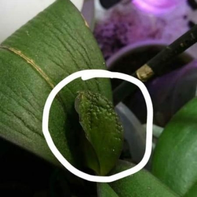 Phalaenopsis con segni sulle foglie: cosa fare?