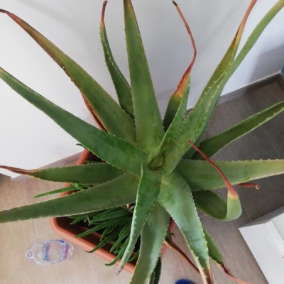 Aloe non fa foglie nuove: come mai?