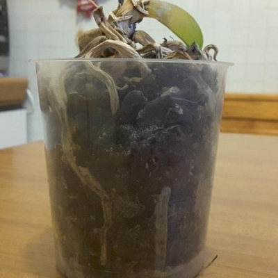 Orchidea con puntini bianchi: sono funghi?