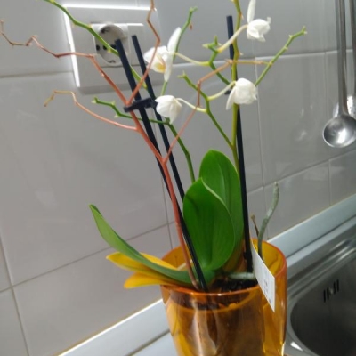 Orchidea rimasta in casa al caldo: foglie gialle cadute, cosa fare?
