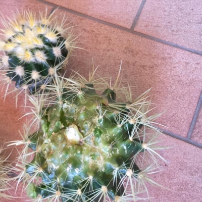 Polloni cactus: quando e come invasarli?