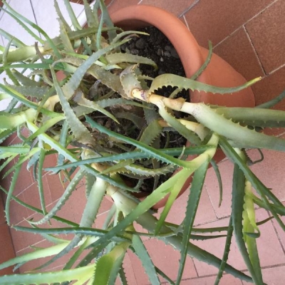 Aloe con foglie mollicce e gialline: come recuperarla?