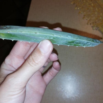Aloe perde foglie appena le tocchi: come mai?