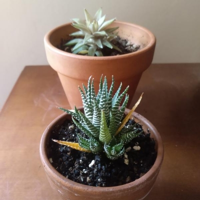 Haworthia punte secche e gialle: cosa fare?