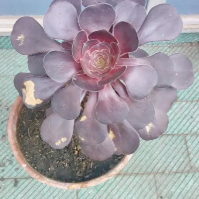 Aeonium non cresce e ha foglie molli: come curarlo?