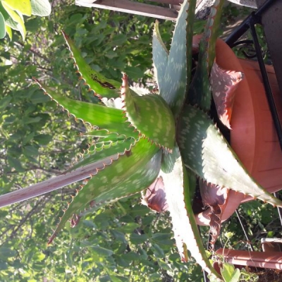Aloe con foglie marroni alla base: come mai?