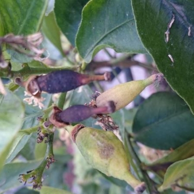 Limone dopo allegagione i frutti seccano: come mai?