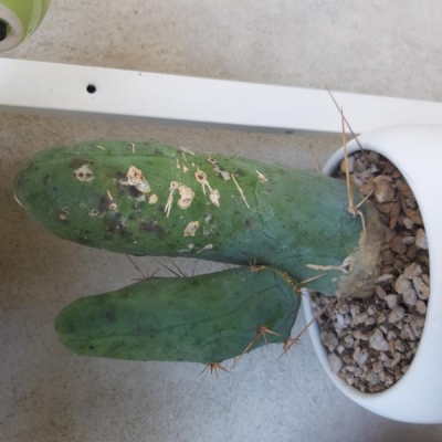 Trichocereus malato: come curarlo?