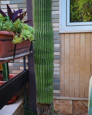 Cactus seccato alla base: come recuperarlo?