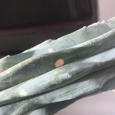 Cactus con punti bianchi: cosa fare?