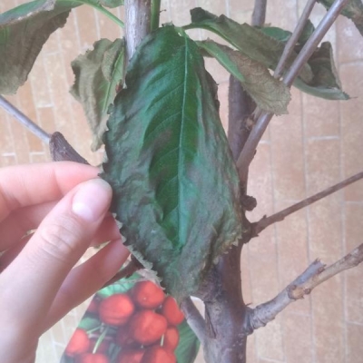 Ciliegio Vignola foglie secche ai lati: come aiutarlo?
