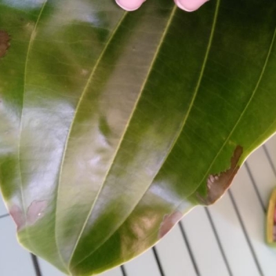 Medinilla con foglie mangiucchiate: cosa fare?
