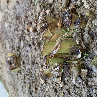 Calle tagliate con gambi marroni: ho sbagliato a tagliare?