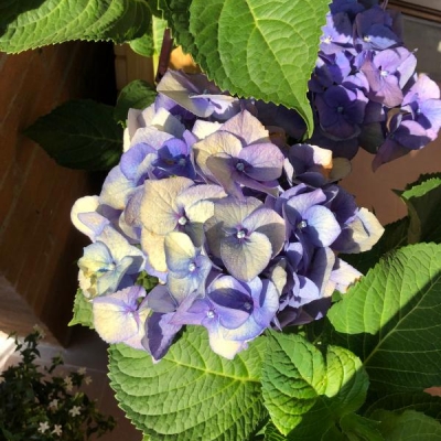 Ortensia viola scolorita: come mai?