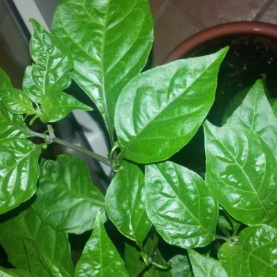 Peperoncino carolina reaper non lega i fiori: come mai?