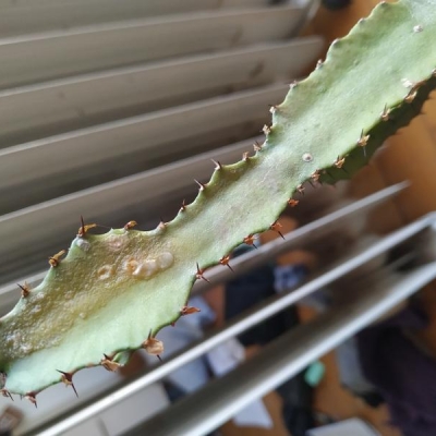 Euphorbia malata: cosa posso fare?