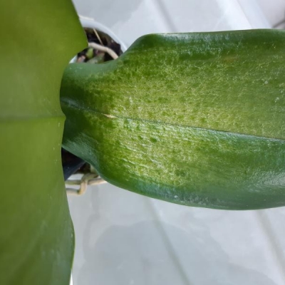 Phalaenopsis con strane bolle sulle foglie: cosa può essere?