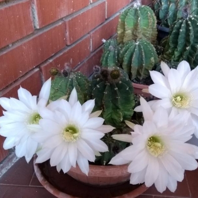 Cactus con fiori bianchi grandi: come si chiama?