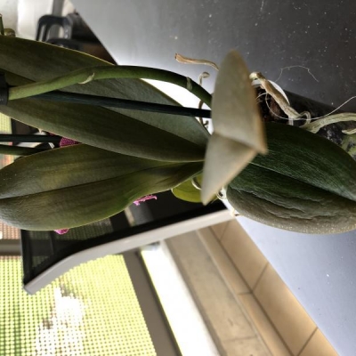 Orchidea: foglie appassite con puntini bianchi, come salvarla?