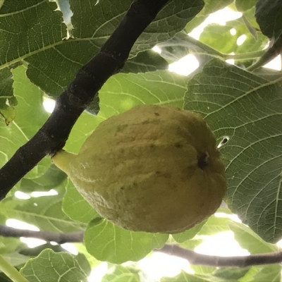 Fico con frutti che marciscono e cadono: come mai?