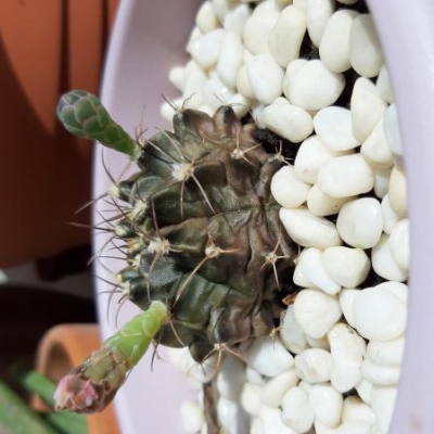 Cactus annerito e seccato: cosa succede? Posso salvarlo?