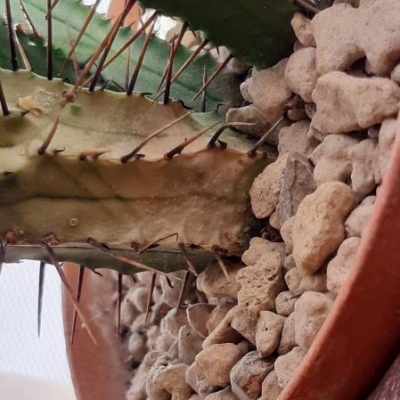 Cactus: come si chiama? Come curarlo?