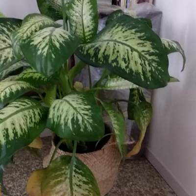 Dieffenbachia con foglie ingiallite: cosa fare?