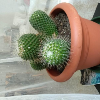 Mammillaria con aghi indeboliti che cadono: come mai?